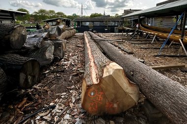 Materialet fra egestammen skal bruges til byggeriet af det 17 meter lange krigsskib Skuldelev 5, som bådebygerne arbejder på i øjeblikket. Foto: Martin Dael Materialet fra egestammen skal bruges til byggeriet af det 17 meter lange krigsskib Skuldelev 5, som bådebygerne arbejder på i øjeblikket. Foto: Martin Dael